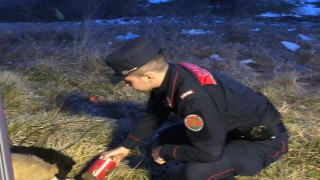 Cuccioli abbandonati a Pizzoferrato: salvati dai carabinieri forestali